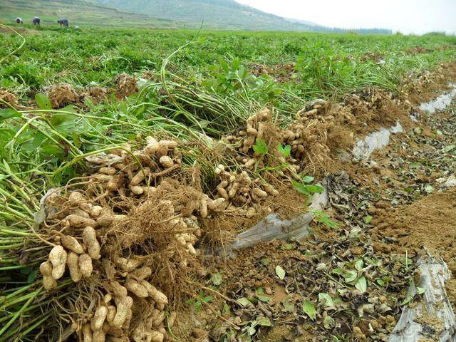 為什么要到谷雨時種植花生？
