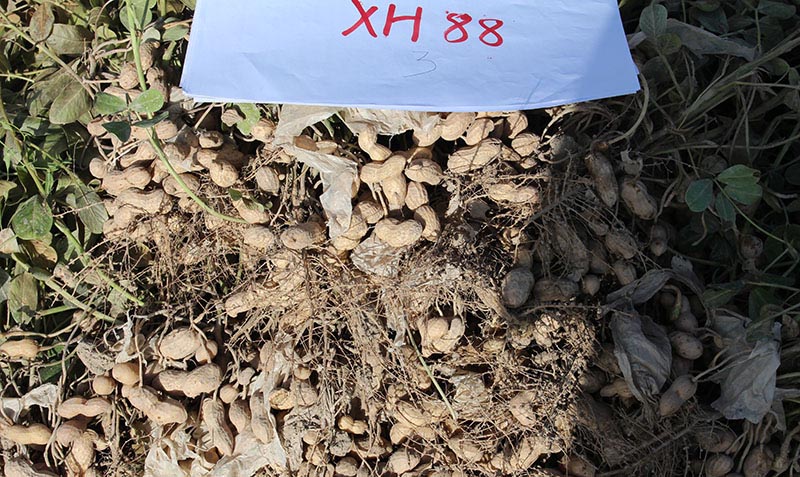 XH88